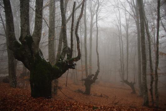 Ведьмин лес